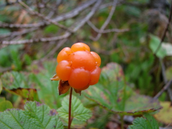 Clooudberry from Norway