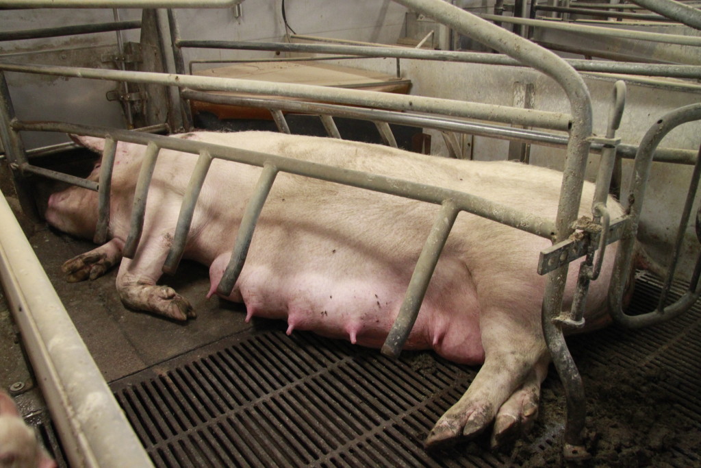 Danish pig farm