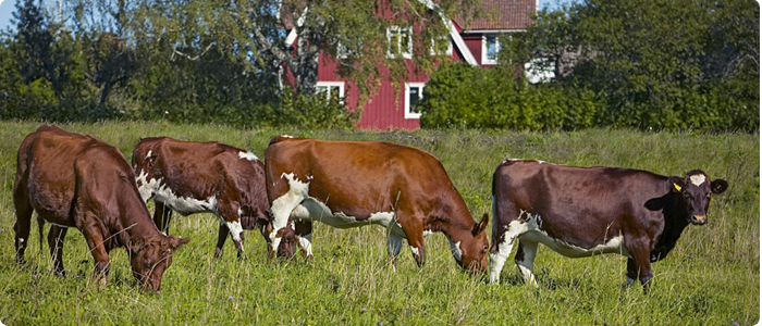 Cows in Sweden