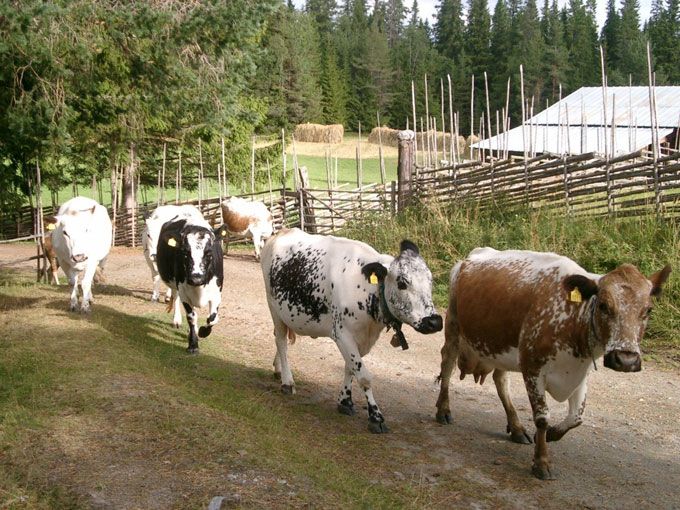 090616-scandinavian-beef-farming