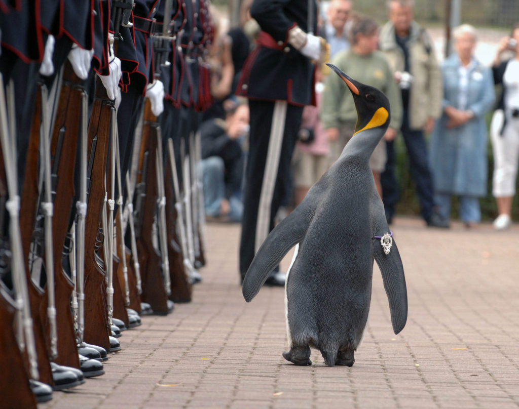 Nils Olav the Penguin inspects the Kings Guard of Norway after being bestowed with a knighthood at Edinburgh Zoo in Scotland. The King's Guard adopted the penguin as their mascot in 1972 during a visit to Edinburgh for the annual Military Tattoo. 